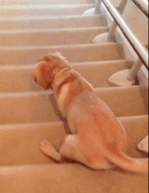 Golden Retriever Falling Down the Stairs
